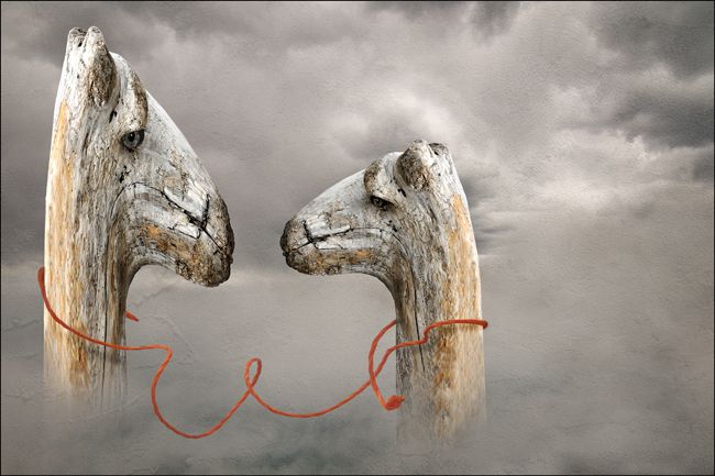 Camels  2012